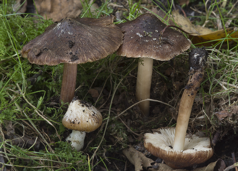 Inocybe maculata